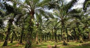 Kelapa sawit berkembang biak dengan cara generatif. Kapan Sawit Tidak Berbuah Lagi Sawitnotif