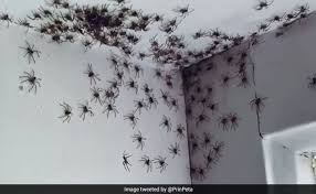 There are six subfamilies, of which linyphiinae. Sydney Woman Finds Dozens Of Spiders In Her House Video Is Not For The Faint Hearted