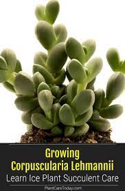 Growing Corpuscularia Lehmannii Learn Ice Plant Succulent Care In 2020 Succulent Care Succulents Plant Care Houseplant