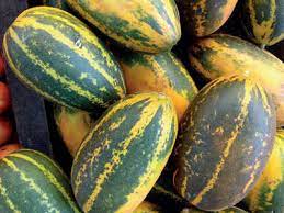 The cucumber plant is a sprawling vine with large leaves and curling tendrils. The Greenskeeper Madras Cucumbers