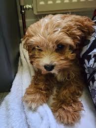 Christmas card star Ted!...