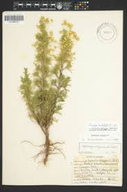 Image result for Euryops subcarnosus