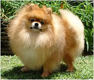 7 years, 10 months and 30 days old, 2 puppies. Pomeranian Dog Breed Facts And Personality Traits Hill S Pet