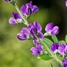 Image result for Indigofera fulvopilosa