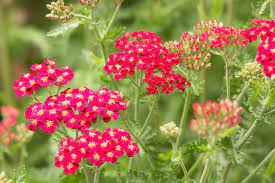 Yarrow Plant Profile Yarrow Plant Red Plants Plants