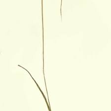 Image result for Kyllingiella microcephala