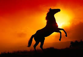 wild horses rearing in the sunset - Google Search | Horse ...
