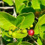 Image result for Crossopetalum