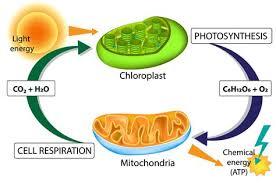 This extra glucose is stored in the plant. The Gel Pen Is Gluecose A Product Of Photosynthesis Is Used To Generate Atp Quizlet Photosynthesis For Ug Students Glucose Is Used To Generate Atp