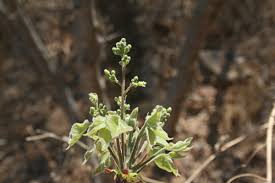 Image result for Commiphora mossambicensis