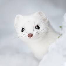 Photo By Onnirantanen Photography This Little Guy Was Very Curious Ermine Karppa Animal Photography Cute Animals Animals