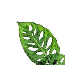 Image result for Monstera