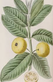 Image result for Psidium guajava