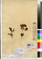 Image result for Dissotis gilgiana