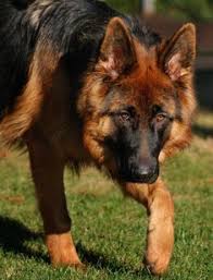 Gsd puppies cute puppies cute dogs husky puppy puppy classes german shepherd puppies german shepherds schaefer dog activities. 900 Shepards Ideas In 2021 German Shepherd Dogs Shepherd Dog German Shepherd Puppies