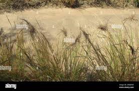 Image result for Heteropogon contortus