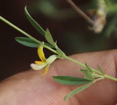 Image result for Dichilus lebeckioides