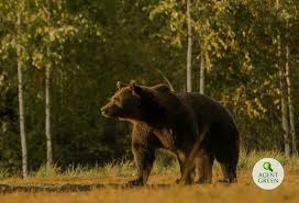 Prinţul emanuel von und zu liechtenstein, este acuzat de organizaţiile agent green şi vgt din austria că a ucis ilegal cel mai mare urs din românia, ursul arthur. Qcien4n Smlscm