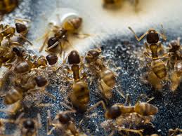 how to get rid of grease ants in your home