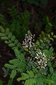 Image result for Pterolobium