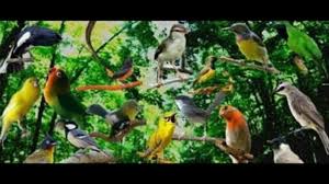Suara Pikat Burung Kicau Dialam Liar By Andi Mustofa Channel Keberadaan burung kicau dipasaran saat ini tidak sepenuhnya hasil budidaya. suara pikat burung kicau dialam liar by