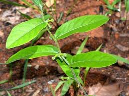 Image result for Trochomeria polymorpha