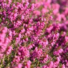 How To Grow And Care For Heaths And Heathers Heather Plant Plants Evergreen Shrubs