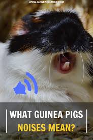 Pin On Guinea Pigs Behavior