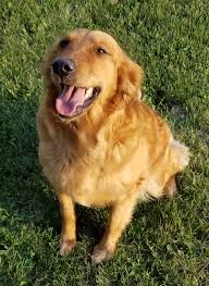Maybe you would like to learn more about one of these? Choctaw Retriever Kennel Golden Retrievers For Field Trials Hunt Tests Hunters Companions