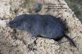 Image result for Urochloa brevispicata