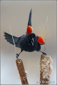 Small Black Bird With Orange Wings Ring Winged Blackbird Tiny Creatures Tumblr Com Red Wing Blackbird Black Bird Bird Pictures