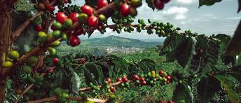 Trend Google: coffee