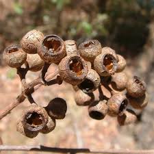 Image result for Eucalyptus cloeziana