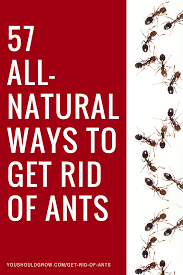 We did not find results for: 57 All Natural Ways To Get Rid Of Ants Rid Of Ants Get Rid Of Ants Ants In Garden