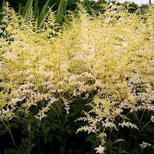 Light encourages flowering in the plants and keeps them healthy and green. 15 Of The Best Astilbe Varieties Gardener S Path