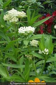Image result for Asclepias schumanniana