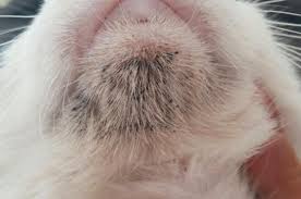 Anyone who suspects that dandruff is causing hair loss should see a dermatologist to ensure that the problem is not something else. Why Does My Cat Have Black Dandruff Black Specks In Fur