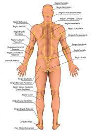 Start learning from the best resource! Anatomical Board Region Of A Human Body Regions Corporis Male Man S Anatomical Body Surface Anatomy Human Anatomy And Physiology Muscular System Anatomy