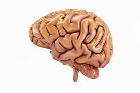 We did not find results for: Pelajari Fungsi Hipotalamus Dan Penyakitnya Lifepack Id