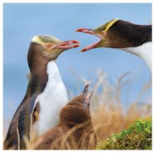But don't tell that to lala. The Penguin S Palette More Than Black And White American Scientist