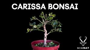 Image result for Carissa bispinosa