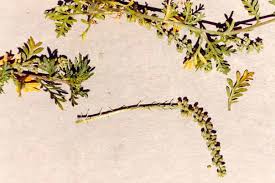 Image result for Coronopus