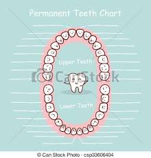 permanent tooth chart record