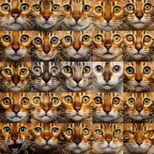 What are your cats eyes like? A Visual Guide To Bengal Cat Colors Patterns Bengal Cat Cat Eye Colors Cat Colors
