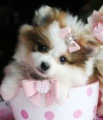 Black And White Maltese Pomeranian Mix Teacup Puppies For Sale Pembroke Pines Visit Our Boutique 25 Sassy Shih Tzu Mixes You Ve Never Seen Mix Guide Shih Tzu In 2020 Cute Animals Pomeranian Puppy Puppies