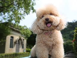He has chubby and a nice muzzle. The Smallest Dog Breeds In The World