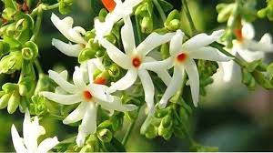 The flowers tone the stomach and regualate the bowel movements. Harsringar Seeds Fragrant Night Jasmine Coral Jasmine At Seedsnpots Com