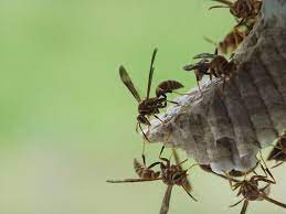Diy Wasp Traps Solutions For The Backyard The Garden Glove Wasp Traps Perfect Plants Diy Backyard