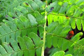 Image result for Dryopteris
