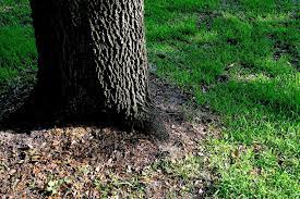 Keep all plantings a significant distance from the tree trunk. Fertilizer Grass Under Oak Trees Cromalinsupport